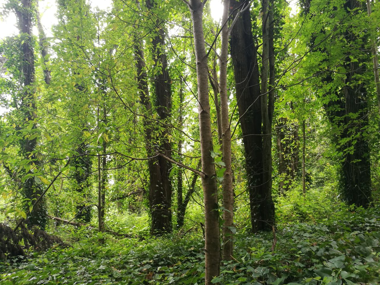 Rumo à Sustentabilidade-Caminhada e Visita Guiada